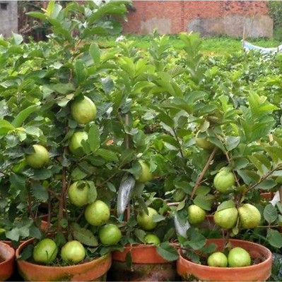 Samarthgreens Guava Plant(Hybrid, Pack of 1)