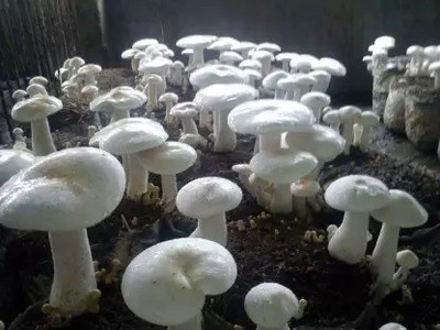 Aro Mushroom Seed(90 per packet)