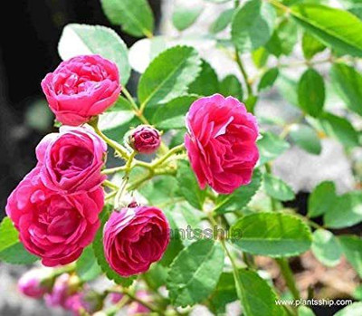 FRESHO rose Seed(210 per packet)