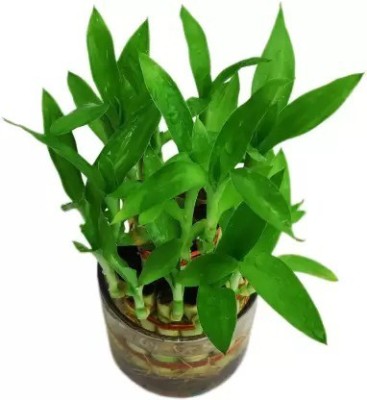 MAA Bamboo, Lucky bamboo Seed(130 per packet)