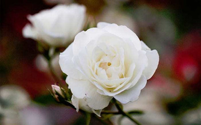 VNR VNR rose hybrid F1 original seeds Seed(200 per packet)