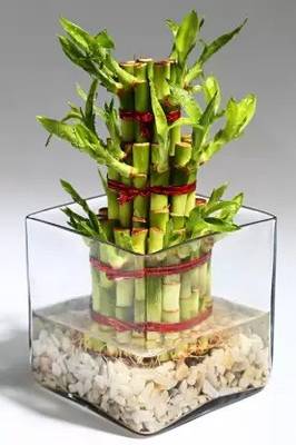 MAA Bamboo, Lucky bamboo Seed