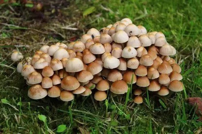 MAA Mushroom Seed(120 per packet)