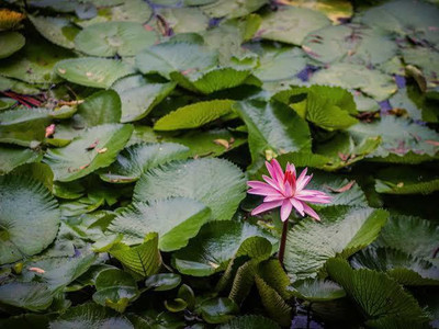 VNR VNR lotus original hybrid F1 seed Seed(50 per packet)
