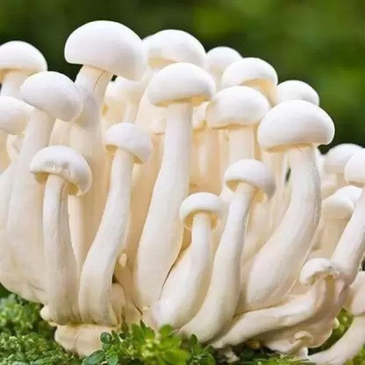 Aro Mushroom Seed(80 per packet)