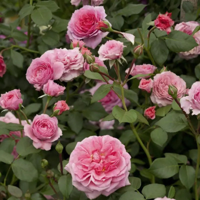 VNR VNR rose hybrid F1 original seeds Seed(50 per packet)