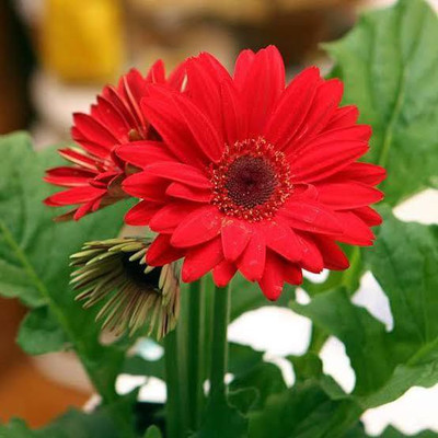 VNR VNR daisy f1 hybrid original seed Seed(50 per packet)