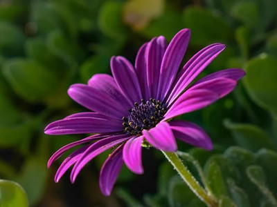 VNR VNR daisy f1 hybrid original seed Seed(50 per packet)