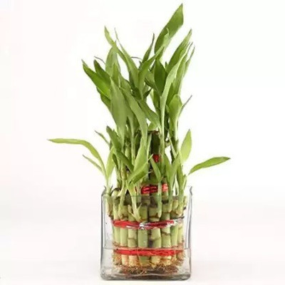 MAA Bamboo, Lucky bamboo Seed(170 per packet)