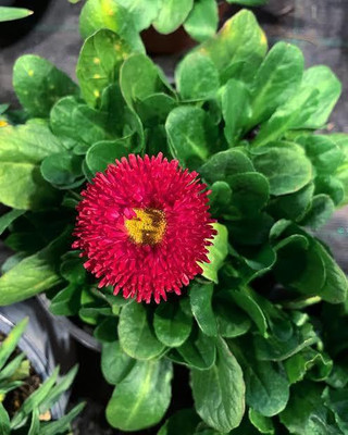 VNR VNR daisy f1 hybrid original seed Seed(50 per packet)