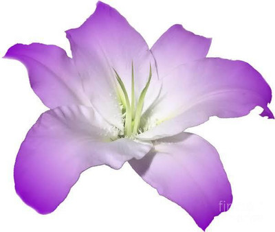 VNR VNR lily F1 hybrid original seed Seed(50 per packet)