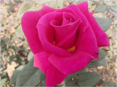 VNR VNR rose hybrid F1 original seeds Seed(50 per packet)