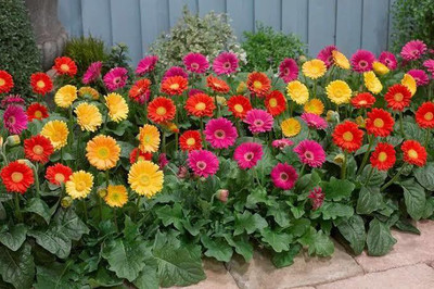 FRESHO VNR daisy f1 hybrid original seed Seed(100 per packet)