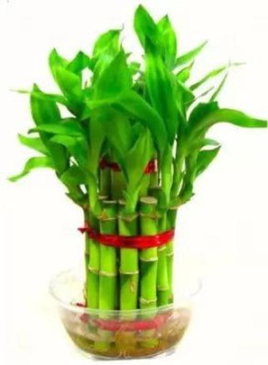 Chalisa Bamboo Plant, Lucky Plant Seed(310 per packet)