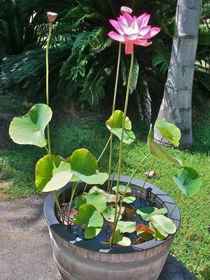 SONIRO VNR lotus original hybrid F1 seed Seed(70 per packet)
