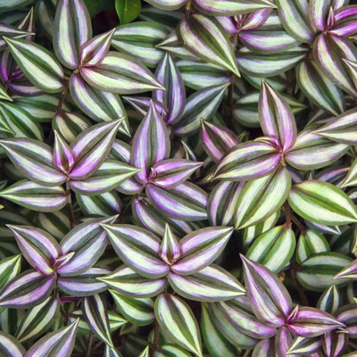 Hindfree Wandering Jew Plant(Pack of 1)