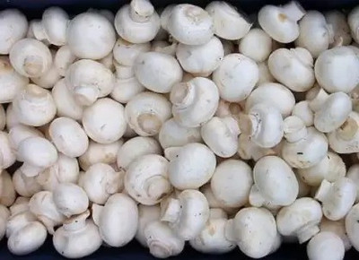 Chalisa Mushroom Seed(185 per packet)