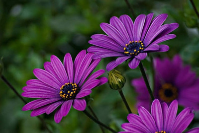 SONIRO VNR daisy f1 hybrid original seed Seed(70 per packet)