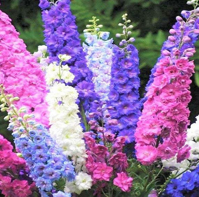 XOLDA Larkspur mix Seed(46 per packet)
