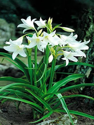VNR VNR lily F1 hybrid original seed Seed(50 per packet)