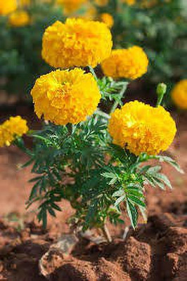 VNR marigold Seed(200 per packet)
