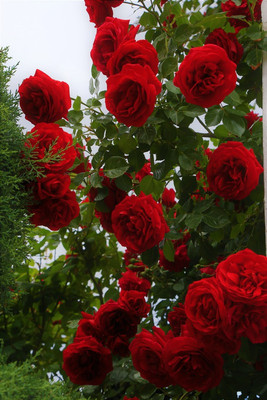 VNR rose Seed(50 per packet)