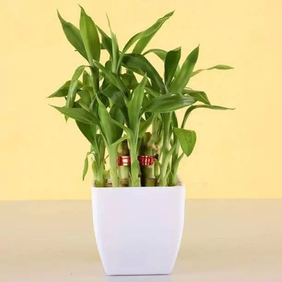 MAA Bamboo, Lucky bamboo Seed(40 per packet)