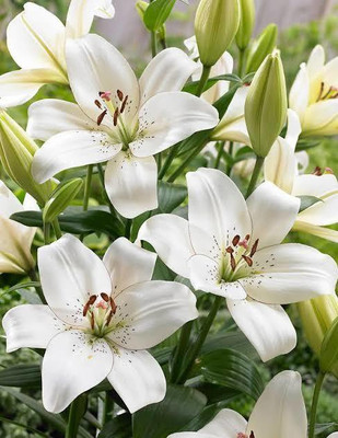 VNR VNR lily F1 hybrid original seed Seed(50 per packet)