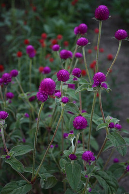 Mozette Gomphrena Flower Seed(37 per packet)