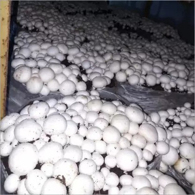 Aro Mushroom Seed(75 per packet)