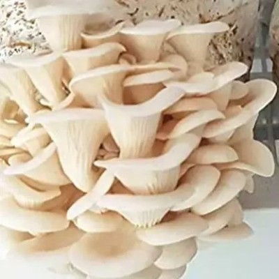 Aro Mushroom Seed(210 per packet)