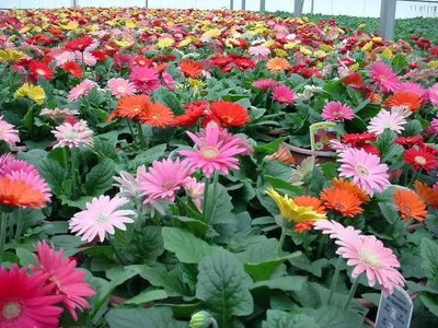 VNR daisy Seed(50 per packet)