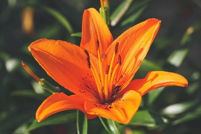 FRESHO VNR lily F1 hybrid original seed Seed(100 per packet)