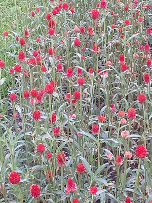Mozette Gomphrena Flower Seed(27 per packet)