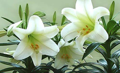 VNR VNR lily F1 hybrid original seed Seed(50 per packet)
