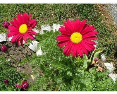 VNR VNR daisy f1 hybrid original seed Seed(50 per packet)