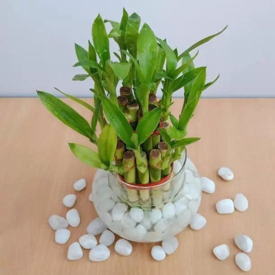 MAA Bamboo, Lucky bamboo Seed(210 per packet)