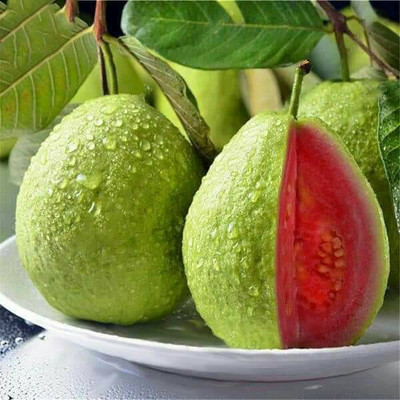 FSK Guava Plant(Hybrid, Pack of 1)