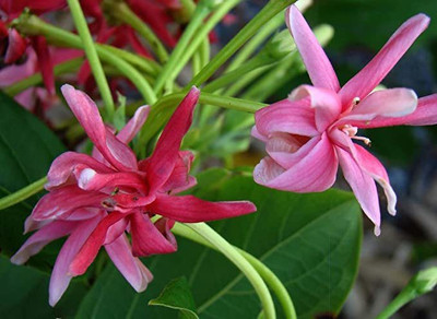 The Entacloo Madhumalti/Rangoon Creeper(Hybrid, Pack of 1)