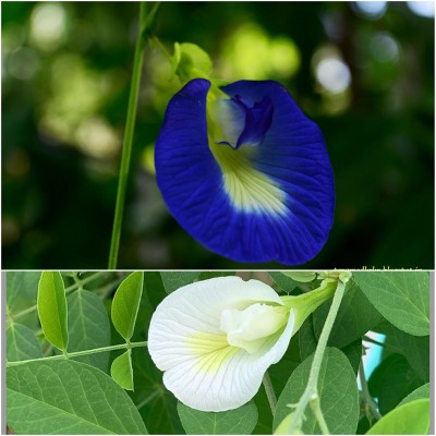 RuelandSteve SHANKHPUSHPI/APARAJITHA/SANGU POO/CLITORIA TERNATEA/BUTTERFLY PEA MIXED SEEDS Seed(30 per packet)