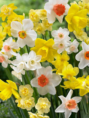 Udanta Nargis Best Flower | for Make a Border of Your Garden | Set of 42 Bulbs Seed(42 per packet)