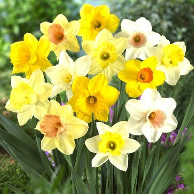 U-GROW INDIA Freesia Flower Bulbs Mix Colour Freshly Packed Bulbs - Pack of 12, Multicolor Seed(12 per packet)