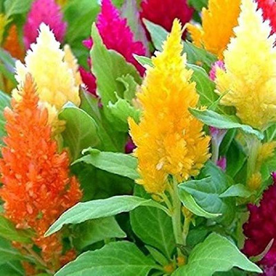 XOLDA Celosia Seed(20 per packet)