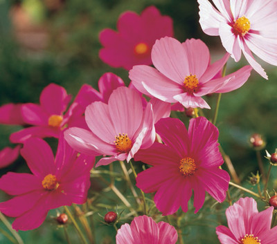 ZIXA Cosmos Flower Seed(100 per packet)