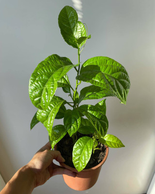 GreenyOn Passion Plant(Hybrid, Pack of 1)