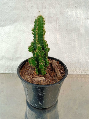 Snursery Cactus Opuntia Microdasys Plant(Pack of 1)