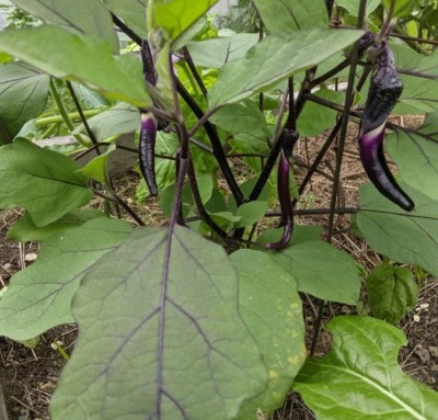 UGRA Brinjal Seed(3500 per packet)