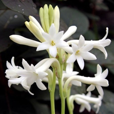 ANKAM Tuberose – Rajnigandha Single Flower Bulbs – Pack Of 5 Seed(5 per packet)