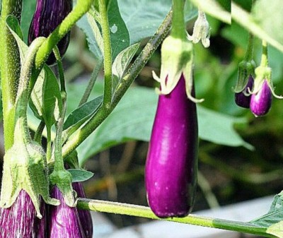 UGRA Mini Eggplant, Little Fingers Seed(150 per packet)