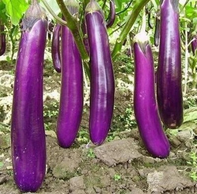 UGRA Brinjal Seed(4000 per packet)